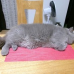 ”猫おでん”あり〼。