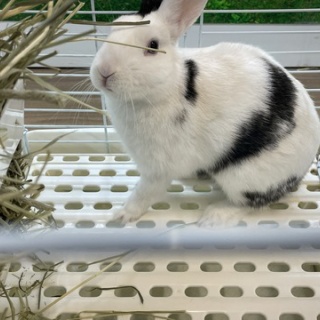 小動物コーナー