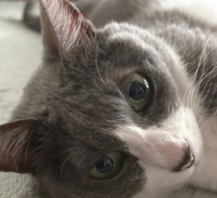 冬に猫に水を飲ませる工夫