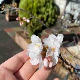 �إǥӥ塼��������衪�����Ȼפ���w�٤β���