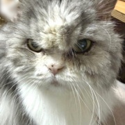 ケイの通院後の変化とななの血液検査の結果