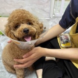 『【シェルター初日】こわがるミミちゃんに寄り添ってみました』の画像