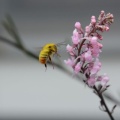 ハチが飛ぶ！