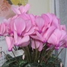 鰻重花コース。