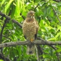 2026年6月9日の野鳥公園