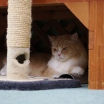 猫カフェ ねこまんまBlog