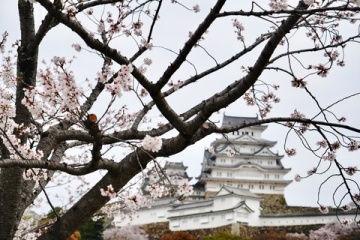 桜咲く姫路城公園を散策 @ 兵庫県姫路市