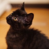 『黒猫のまりもちゃん、里親募集を開始致しました』の画像