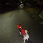 柴わんこと暮らす日々