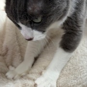 フミフミをするときの猫の表情いろいろ