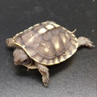 『爬虫類入荷情報！』の画像