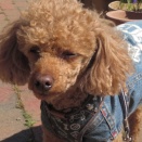 電気料金高すぎ