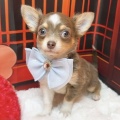 チワワちゃん🐶