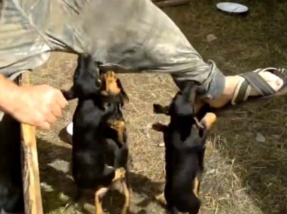 子イヌたちがいる囲いの中に足を踏み入れた。元気いっぱいだ！ → 私の足はこうなったｗｗｗ…