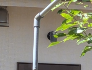 スズメバチ