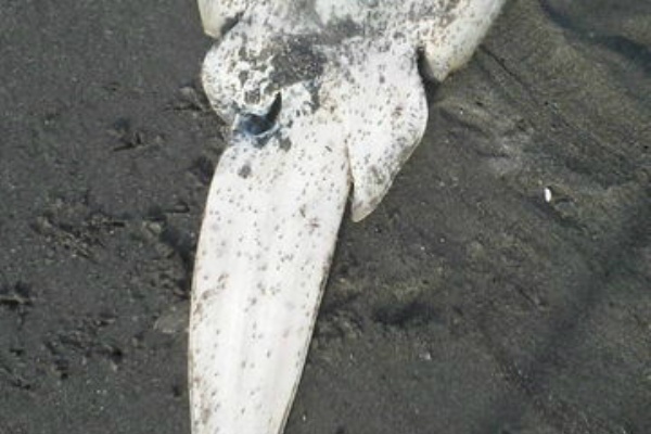 続 ホンヤドカリの食事 えのしま貝散歩