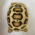 大型熱帯魚屋  ZEEBRA
