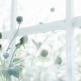 『網戸の張替えをしたらお隣さんが』の画像