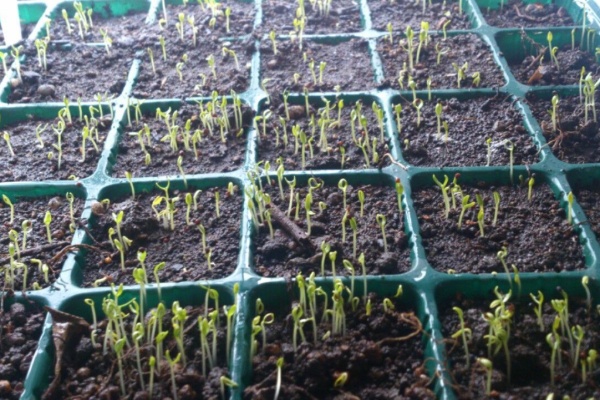 植物図鑑 ガーデンレコード 花の易しい育て方 かすみ草