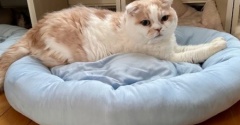 ニトリのＮクール用品でくつろぐ猫たち