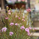 来週1週間はクリスマスローズで決まり〜！！        