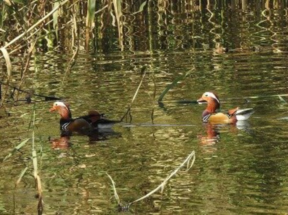2026年10月16日の野鳥公園