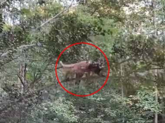 庭の木にネコがいた。長い枝の上を歩きだす。なんだか危ないなぁ → こうなった…