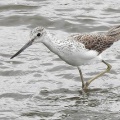 2026年6月10日の野鳥公園