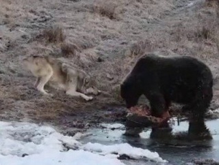 肉にかぶりつくグリズリーの前で、オオカミが子犬みたいに伏せては跳ねる「分けてやれよ、この鬼！」【海外の反応】
