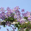 クレマチスの剪定・気分転換の配置換え