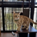 ゼンタちゃん、ひさしぶり