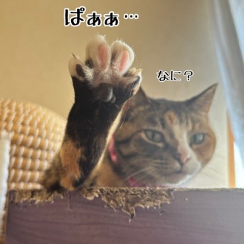 お留守番よろしくね。