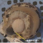 マイクロバブル博士の「マイクロバブル旅日記」