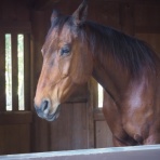 臆病者の世界見聞録