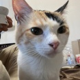 オス三毛猫、自分のスプレーに酔う　20250728