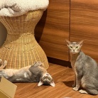 プチいざこざ兄弟