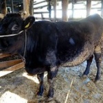 農家を継いだら異性が誰も相手してくれない…