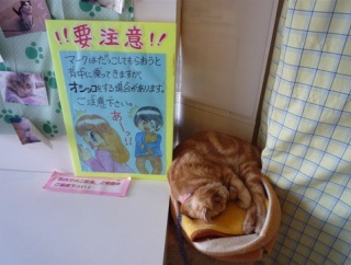 【わんにゃん画像】だっこの罠、ねこの後ろにトラが・・・、現代のねこまんま ほか【再】
