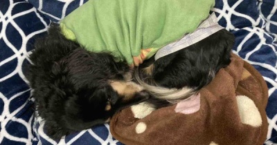 全く問題なし。但し呼吸が、だそーだ。