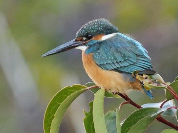 2024年1月12日の野鳥公園