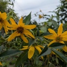 菊芋