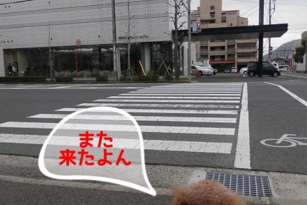 おでかけワンコだにゃ 犬連れ香川