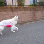 いんちょブログ