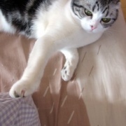 短い猫生だったナナの命日は25枚の写真で