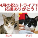 三度の飯＜犬と猫