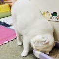 Yさんのお当番日記『可愛いは正義』。