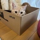 猫、猫、猫、猫 生活