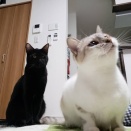 兄が離婚準備真っ最中だというのに「あたしたちラブラブなんですぅ～」と言ってくる兄嫁がムカつく。ばらしてやりたい衝動に駆られる。兄が離婚したがってる理由は…