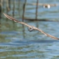 2026年7月19日の野鳥公園