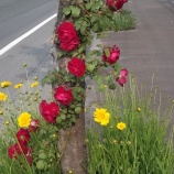 『なんか…綺麗♪』の画像